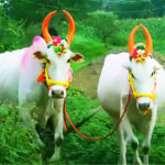 बैलपोळा