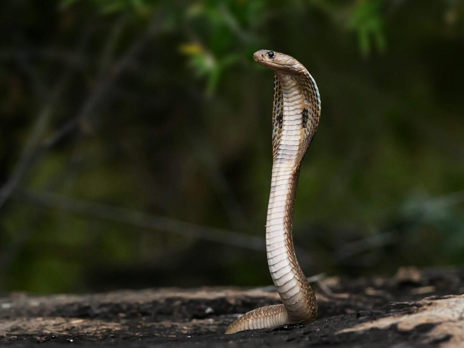 nagpanchami