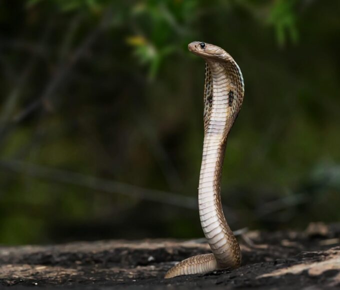 nagpanchami